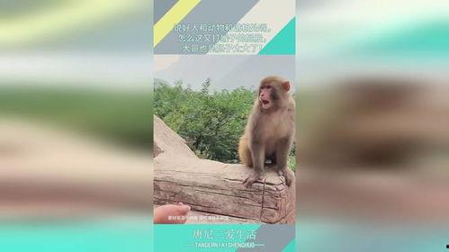 打猴子,揭秘打猴子背后的故事与启示  第1张