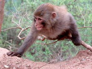 打猴子,揭秘打猴子背后的故事与启示  第2张