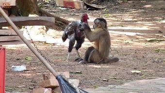 打猴子,揭秘打猴子背后的故事与启示  第3张