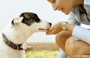 狗和我和执行官,一场跨越物种的奇妙邂逅  第3张