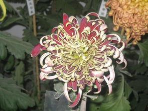 我花开后百花杀,独领风骚的传奇人生 第2张 我花开后百花杀,独领风骚的传奇人生 第2张