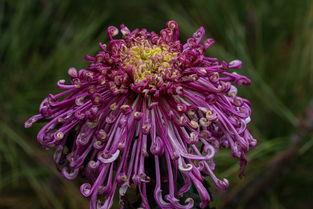 我花开后百花杀,独领风骚的传奇人生 第3张 我花开后百花杀,独领风骚的传奇人生 第3张