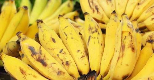 弓蕉园的秘密,探寻神秘园中的传奇故事  第2张